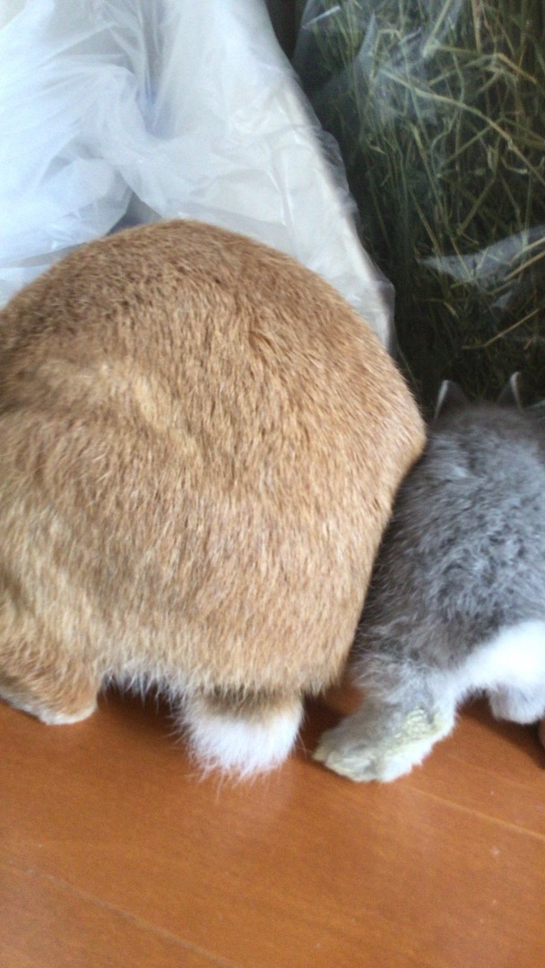 うさケツ かわいすぎる